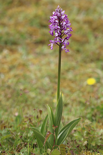 Orchis militaris